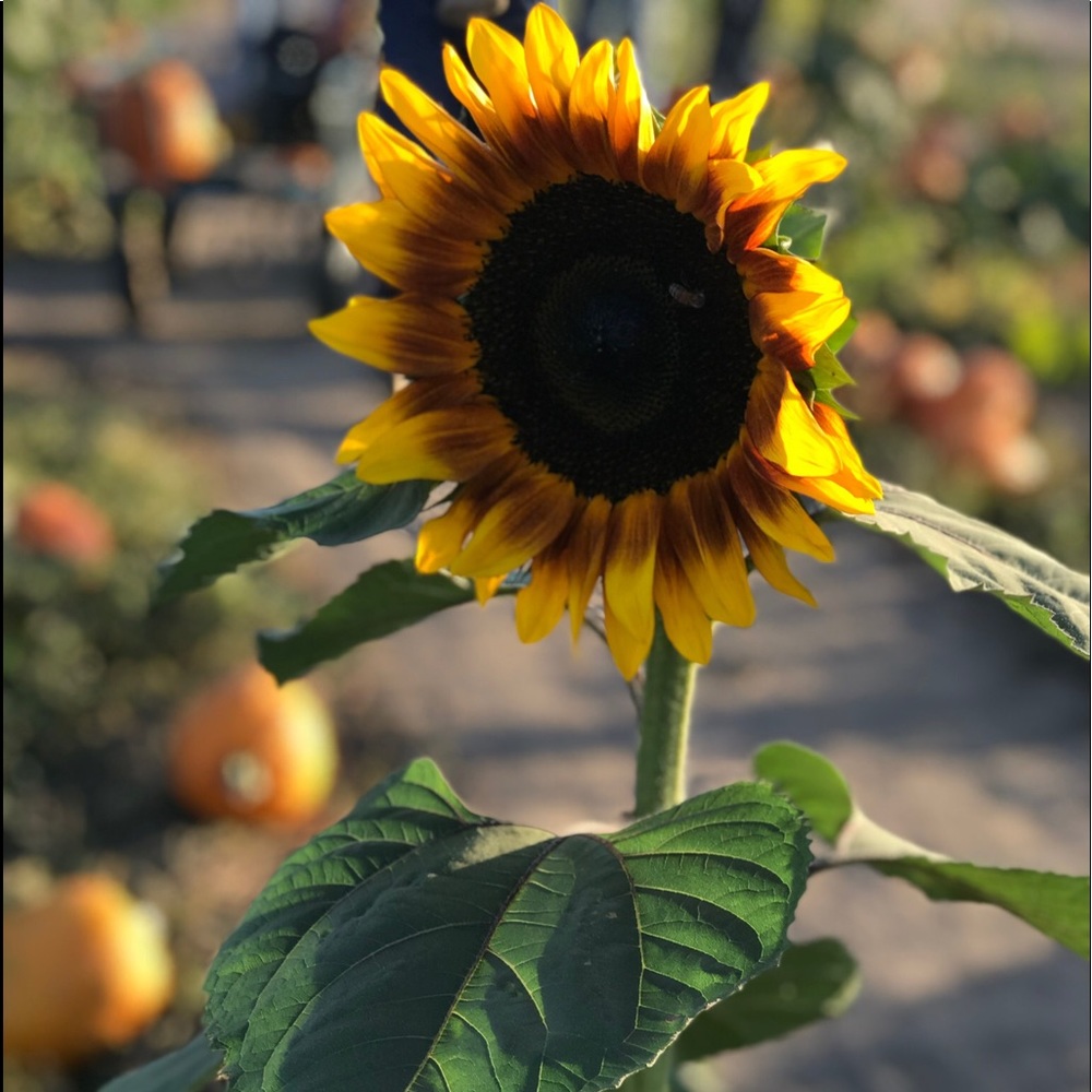 Meet your Posher, Hanna